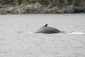 Humback whales 1